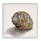Stupell Industries Curved Seashell on Beige Framed Giclee Wall Art Design by Jacob Q